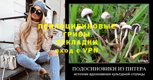 шишки Покачи